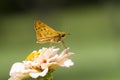 Fiery Skipper Butterfly Hylephila phyleus on Zinnia Blossom