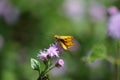 Fiery skipper on mist flower