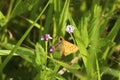 Fiery Skipper Butterfly  709045 Royalty Free Stock Photo