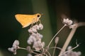 Fiery Skipper Butterfly Perched On Common Hedge Parsley