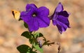 Fiery Skipper Butterfly on purple petunias