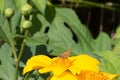 Sunflower Fiery Skipper