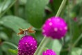 Fiery skipper hylephila phyleus butterfly resting on a pink flower. Close up view with detail