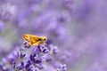 Fiery Skipper