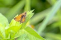 Fiery Skipper