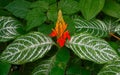 Fiery Spike Aphelandra aurantiaca, Acanthaceae. Occurrence in Central America