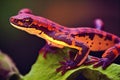 Fiery spotted salamander sits on green stone at dawn.