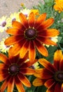 Fiery Sunflower in an Estes Park, Colorado plant nursery