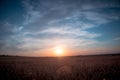 Sunset over a wheat field with blue sky and clouds Royalty Free Stock Photo