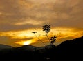 Fiery sunset with silhouetted mountains and plant creates a dramatic, serene landscape. Royalty Free Stock Photo