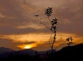 Fiery sunset with silhouetted mountains and plant creates a dramatic, serene landscape. Royalty Free Stock Photo