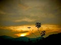 Fiery sunset with silhouetted mountains and plant creates a dramatic, serene landscape. Royalty Free Stock Photo