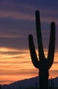 Fiery Sunset in the Sonoran Desert Royalty Free Stock Photo