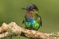 Fiery Throated Hummingbird