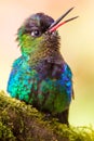 Fiery Throated Hummingbird Royalty Free Stock Photo