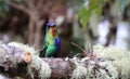 Fiery Throated Hummingbird in Costa Rica