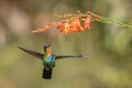 Fiery-throated Hummingbird - Panterpe insignis