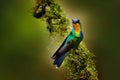 Fiery-throated Hummingbird, Panterpe insignis, colour bird sitting on larch branch. Red glossy hummingbird in dark habitat. Mounta Royalty Free Stock Photo