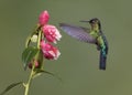 Fiery-throated hummingbird Panterpe insignis, Costa Rica