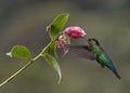 Fiery-throated hummingbird Panterpe insignis, Costa Rica