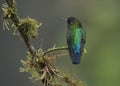 Fiery-throated hummingbird Panterpe insignis, Costa Rica