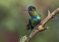 Fiery-throated hummingbird Panterpe insignis, Costa Rica