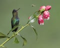 Fiery-throated hummingbird Panterpe insignis, Costa Rica