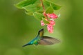 Fiery-throated Hummingbird, Panterpe insignis, flying next to beautiful pink and flower, Savegre, Costa Rica. Bird with bloom. Hum Royalty Free Stock Photo