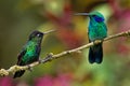 Fiery-throated Hummingbird - Panterpe insignis and Green Violet-ear - Colibri thalassinus