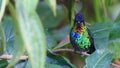 Fiery-throated hummingbird, shining hummingbird of Costa Rica