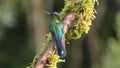 Fiery-throated hummingbird perched on a branch in Costa Rica