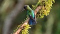 Fiery-throated hummingbird perched on a branch in Costa Rica