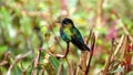 Fiery-throated hummingbird perched on a branch in Costa Rica