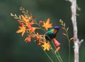 Fiery-throated Hummingbird Panterpe insignis