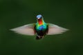 Fiery-throated Hummingbird, Panterpe insignis, shiny colour bird in fly. Wildlife flight action scene from tropic forest. Red glos