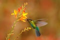 Fiery-throated Hummingbird, Panterpe insignis, shiny colour bird in fly. Wildlife flight action scene from tropic forest. Red glos