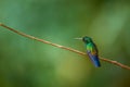 Fiery-throated Hummingbird, Panterpe insignis, shiny colour bird. Wildlife scene from tropic forest. Mountain bright animal from Royalty Free Stock Photo