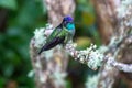 Fiery-throated Hummingbird perched on dead wood, San Gerardo de Dota, Costa Rica Royalty Free Stock Photo