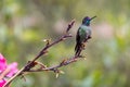 Fiery-throated Hummingbird perched on dead wood, San Gerardo de Dota, Costa Rica Royalty Free Stock Photo