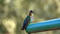 Fiery-throated hummingbird perched on a fence in Costa Rica