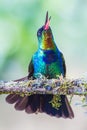 Fiery Throated Hummingbird Royalty Free Stock Photo