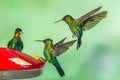 Fiery Throated Hummingbirds Royalty Free Stock Photo