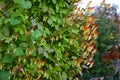The fiery vine, fireclay vine or Spanish flag, is a species of flowering plant native to Mexico and Brazil. Ipomoea lobata grows t