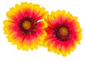 Fiery yellow and red Blanket flower with water droplets in white background Royalty Free Stock Photo
