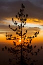 Fiery Yosemite Sunset