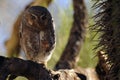 Fiesty Elf Owl Showing Talons