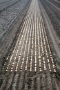 The bulbs lie in long rows in the fields and are covered with soil and straw.
