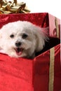 Fifi a bichon frise Royalty Free Stock Photo