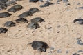 Fifteen endangered Green Sea Turtles basking in the sand at Hookipa Beach in Maui, Hawaii