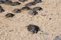 Fifteen endangered Green Sea Turtles on the sandy Ho`okipa Beach in Maui, Hawaii